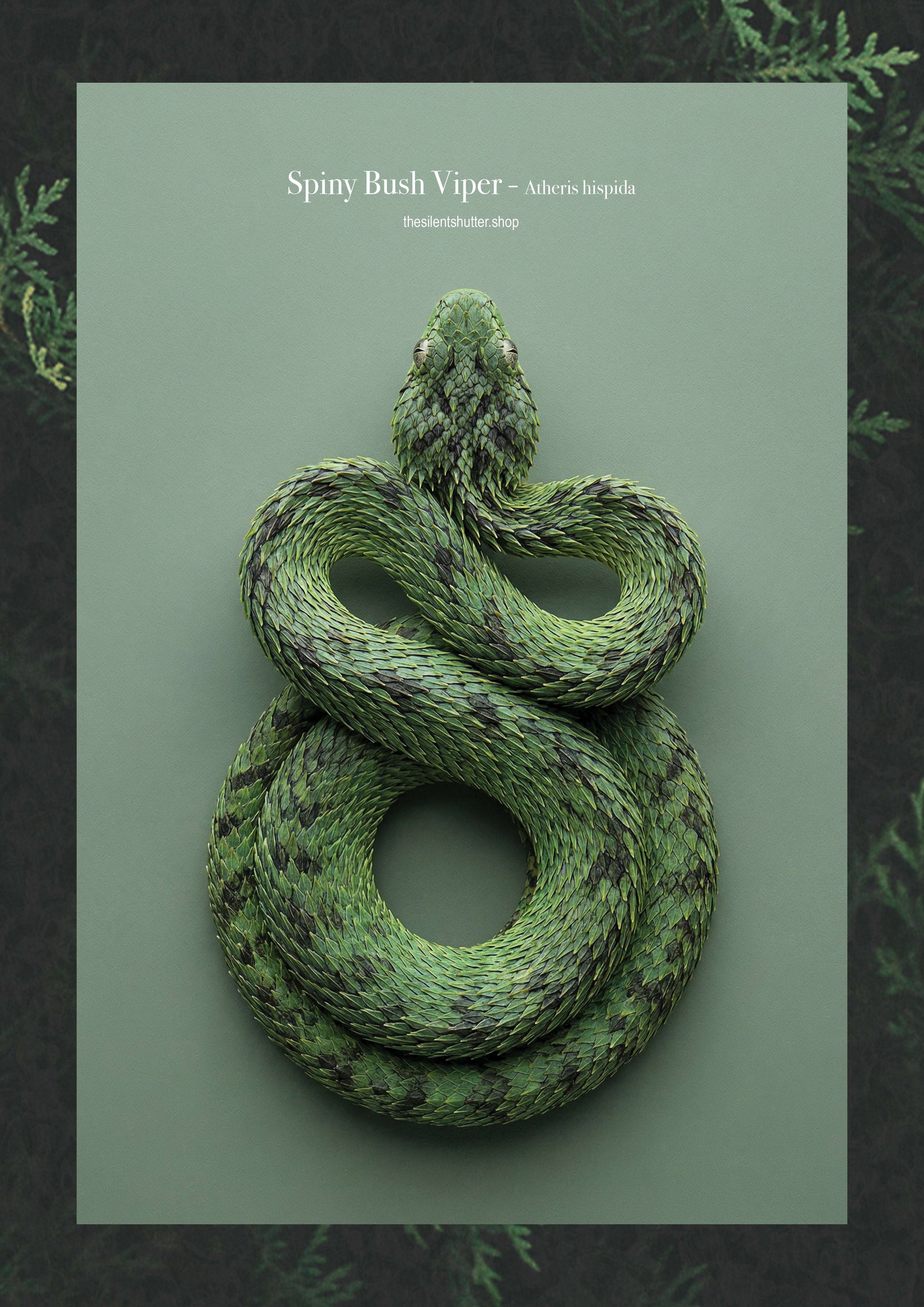 Spiny Bush Viper - Atheris hispida
