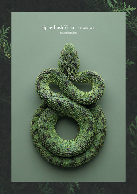 Spiny Bush Viper - Atheris hispida