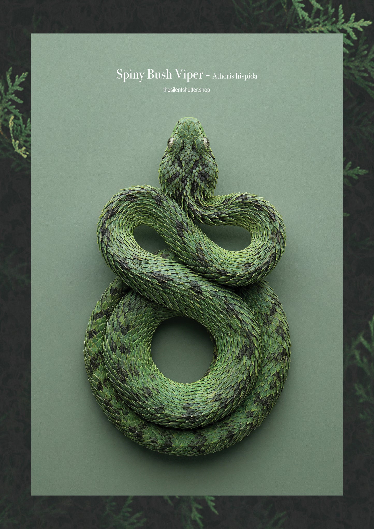 Spiny Bush Viper - Atheris hispida