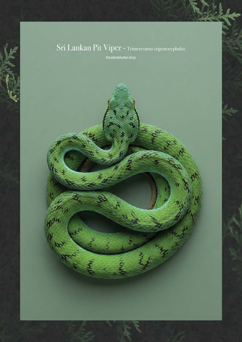 Sri Lankan Pit Viper - Trimeresurus trigonocephalus