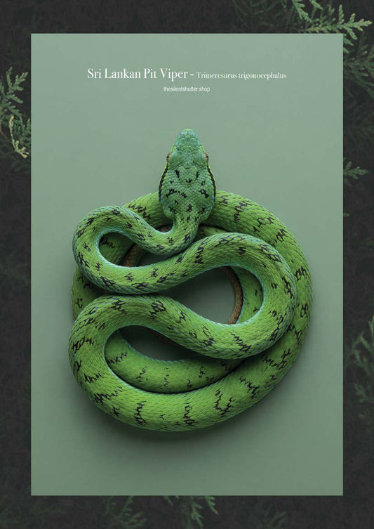 Sri Lankan Pit Viper - Trimeresurus trigonocephalus