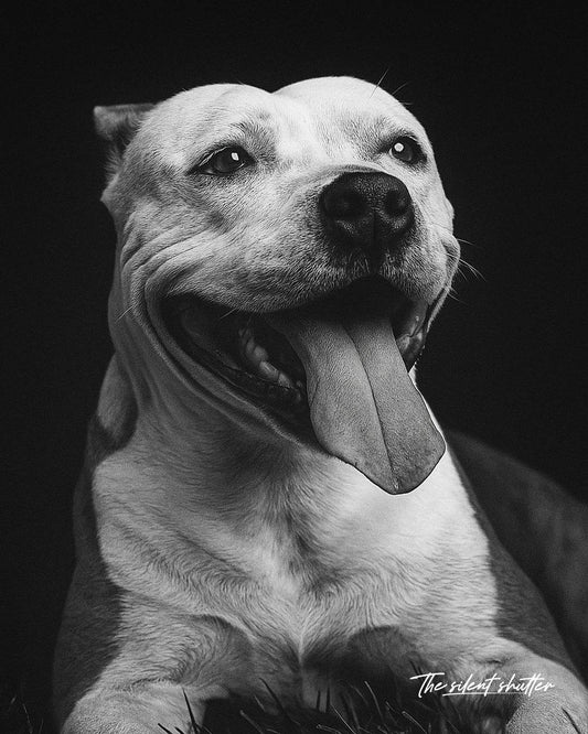 Staffordshire Bull Terrier - The Silent Shutter
