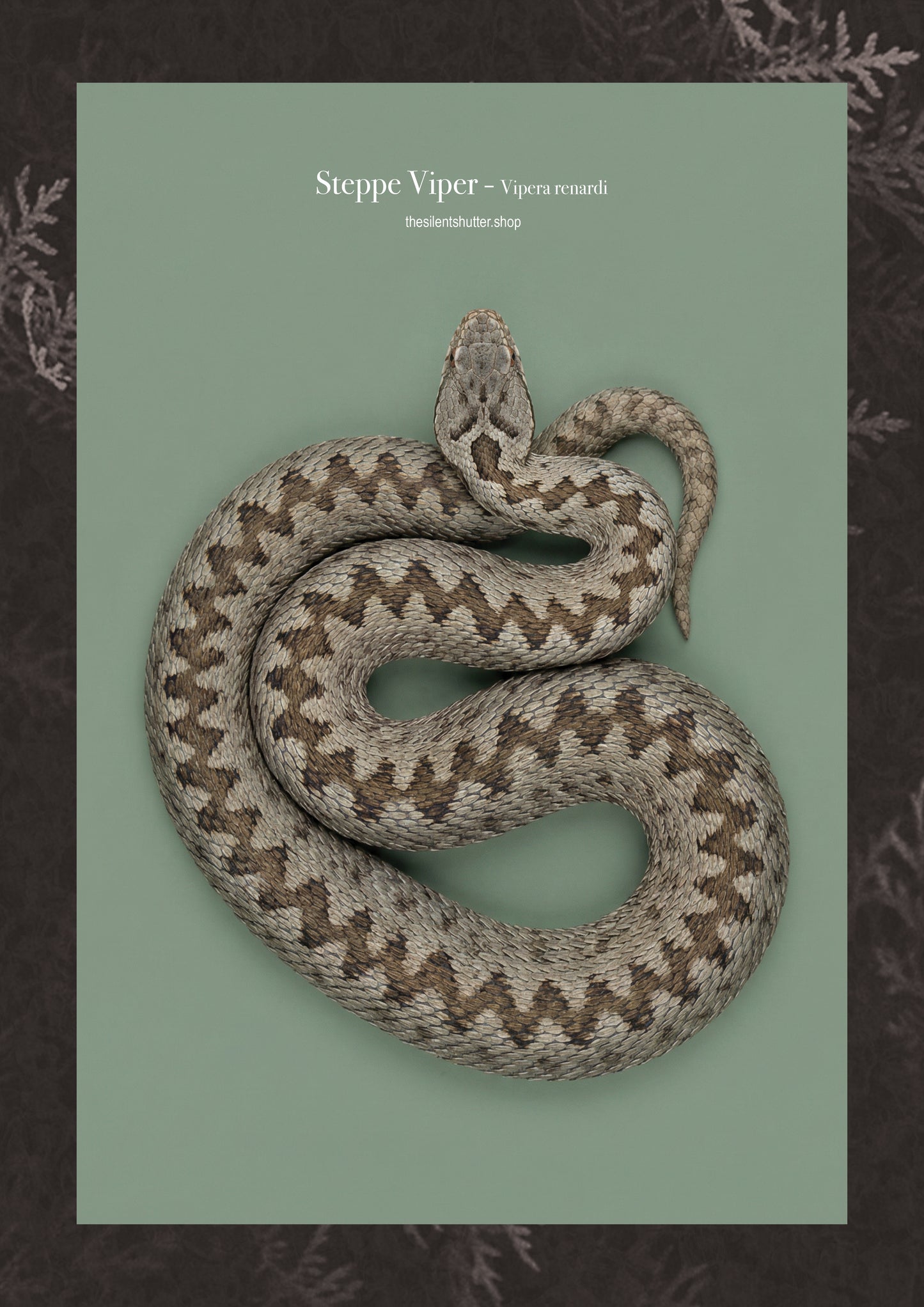 Steppe Viper - Vipera renardi