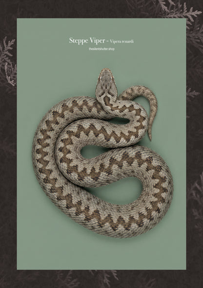 Steppe Viper - Vipera renardi