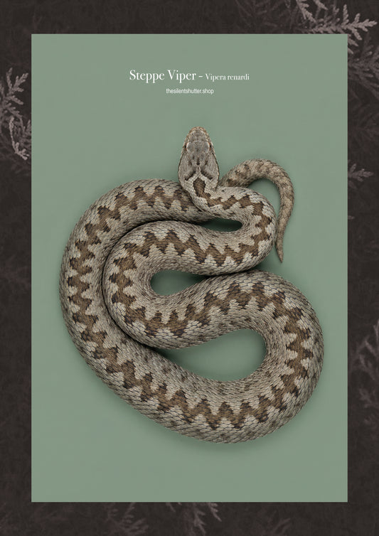 Steppe Viper - Vipera renardi