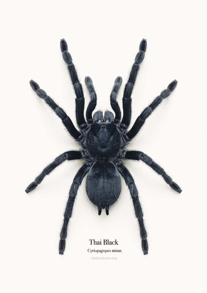 Thai Black Cyriopagopus minax