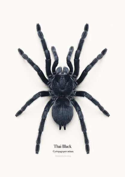 Thai Black Cyriopagopus minax