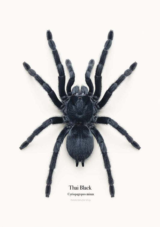 Thai Black Cyriopagopus minax