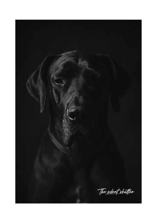 The Dane