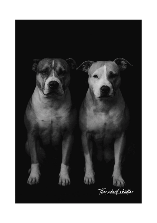 The Perfect Duo - The Silent Shutter