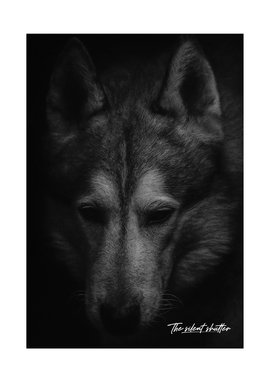 The Stalker