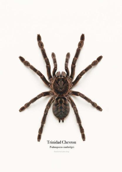 Trinidad Chevron Psalmopoeus cambridgei