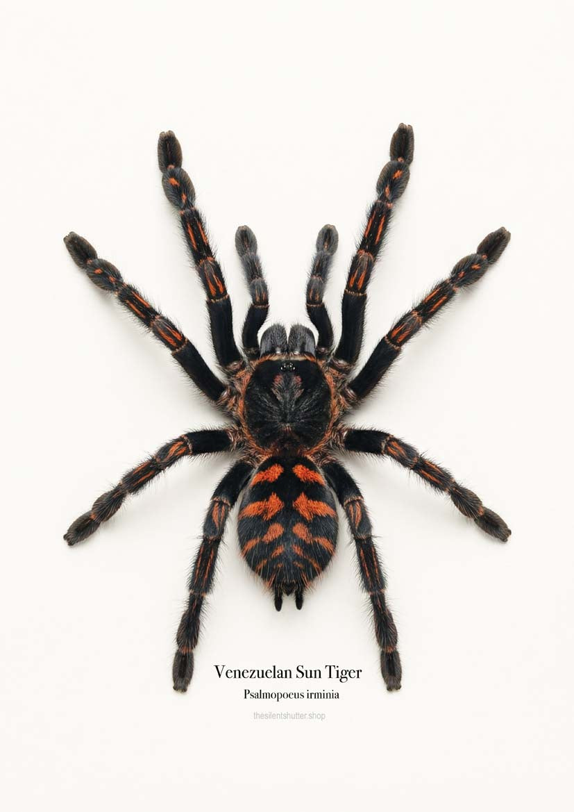 Venezuelan Sun Tiger Psalmopoeus irminia