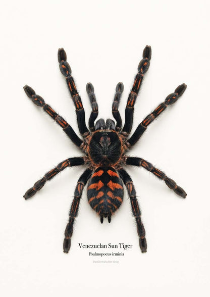 Venezuelan Sun Tiger Psalmopoeus irminia