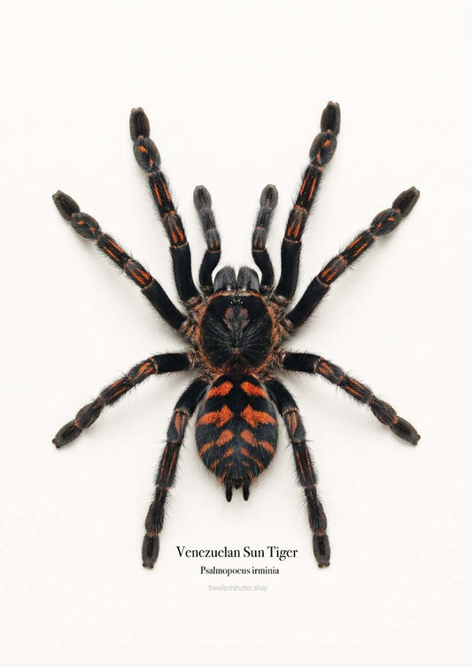 Venezuelan Sun Tiger Psalmopoeus irminia