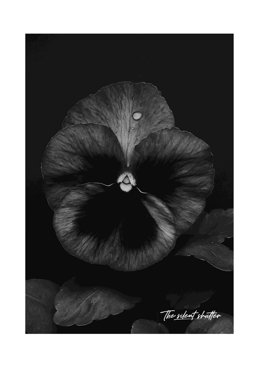 Viola cornuta - The Silent Shutter