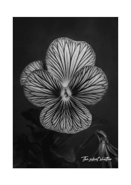 Viola x Wittrockiana