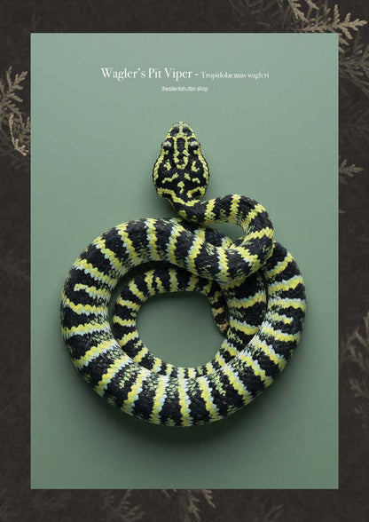 Wagler’s Pit Viper - Tropidolaemus wagleri