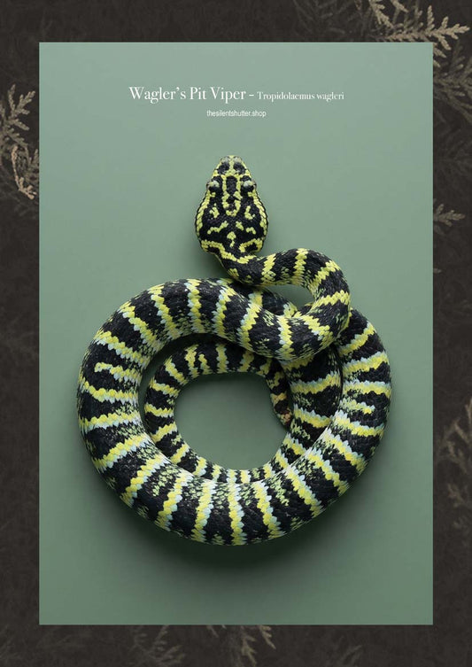 Wagler’s Pit Viper - Tropidolaemus wagleri