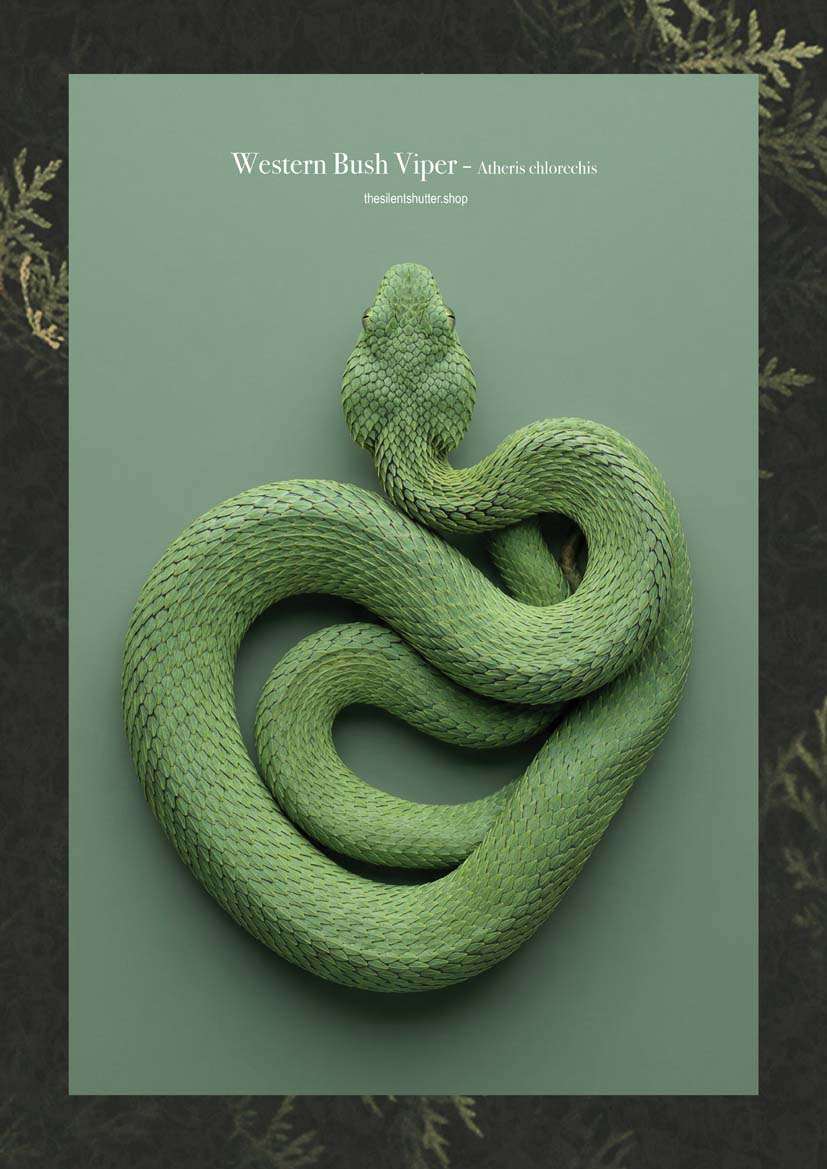 Western Bush Viper  - Atheris chlorechis