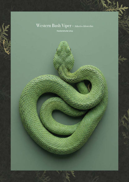 Western Bush Viper  - Atheris chlorechis