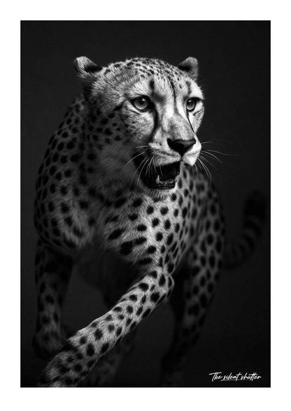 Wind Split Pursuit - The Silent Shutter