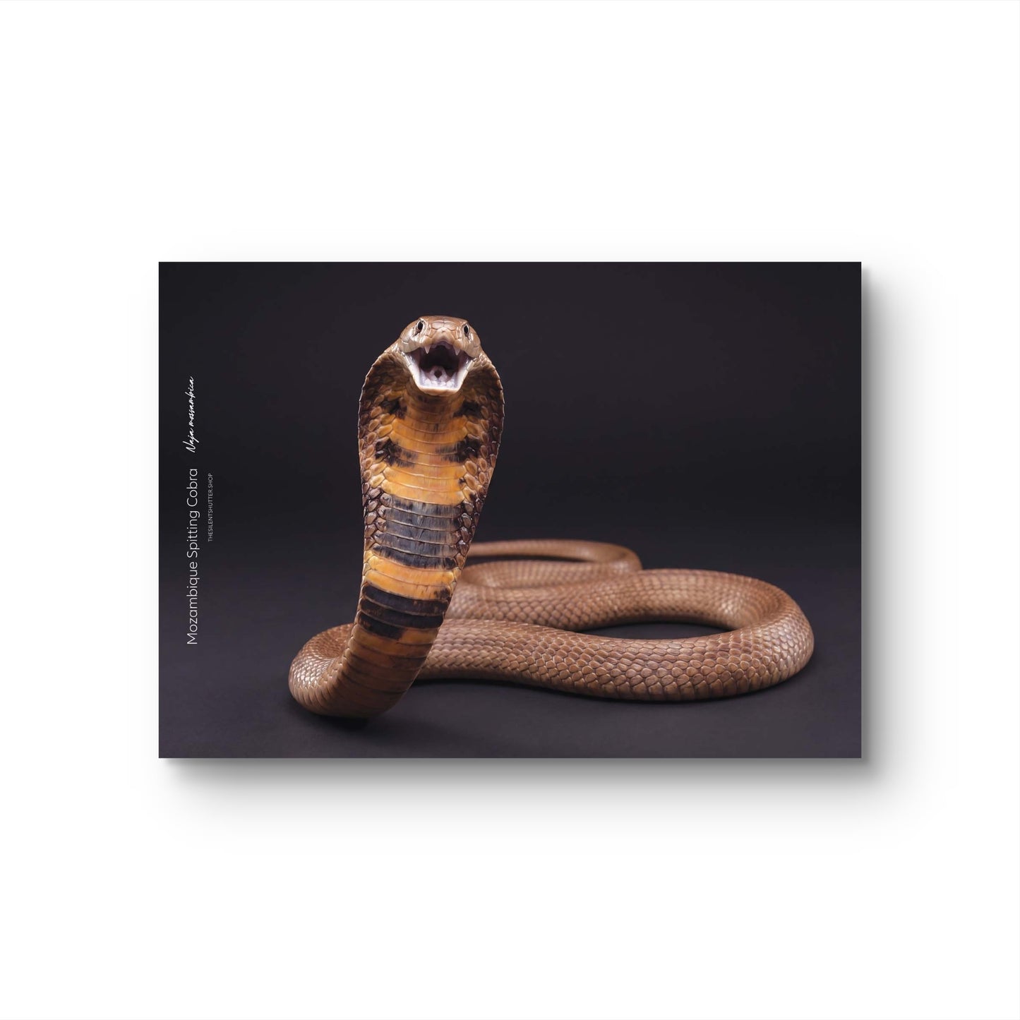 Mozambique Spitting Cobra (Naja mossambica)