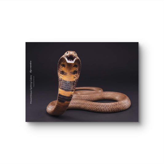 Mozambique Spitting Cobra (Naja mossambica)