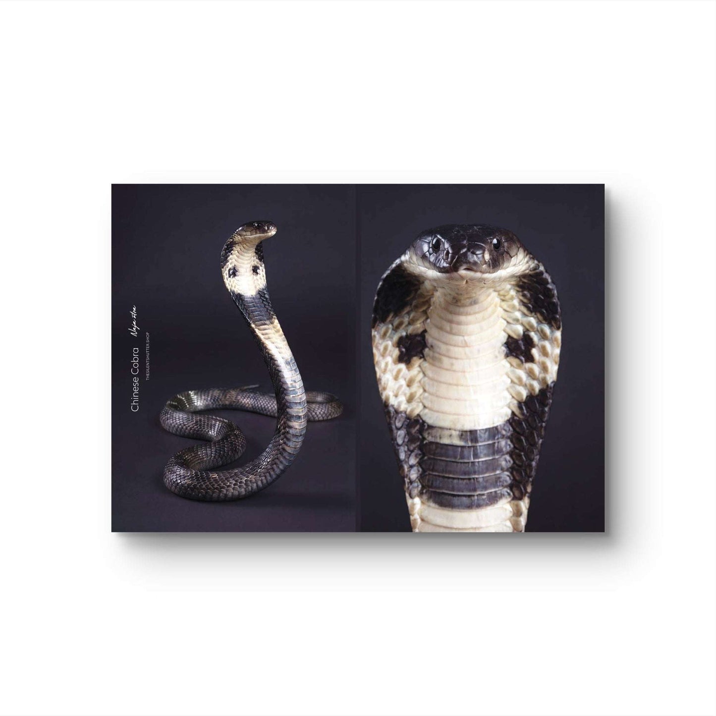 Chinese Cobra (Naja atra)