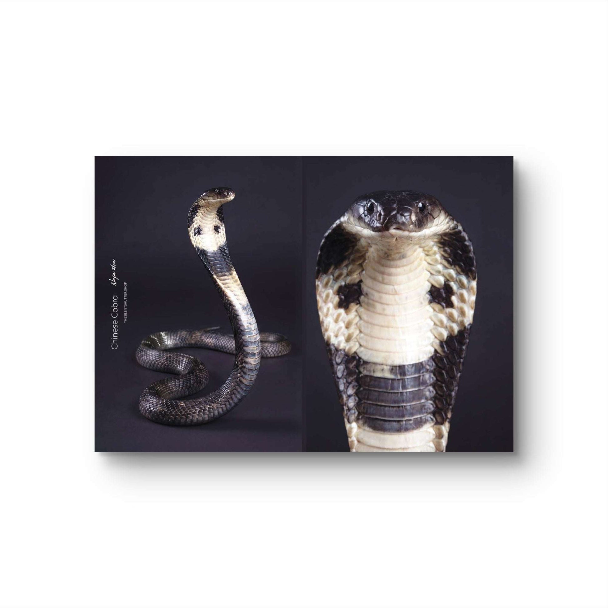 Chinese Cobra (Naja atra)