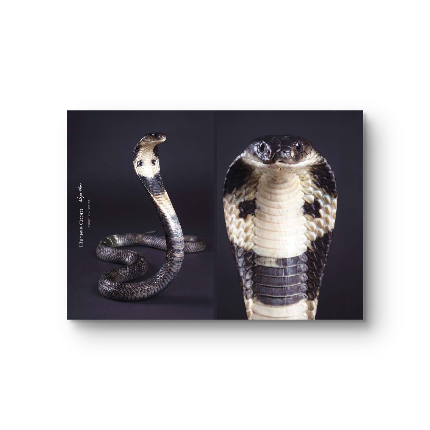 Chinese Cobra (Naja atra)