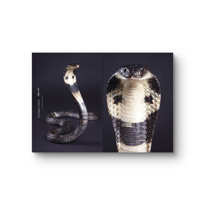 Chinese Cobra (Naja atra)