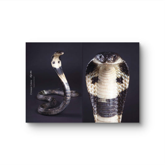 Chinese Cobra (Naja atra)