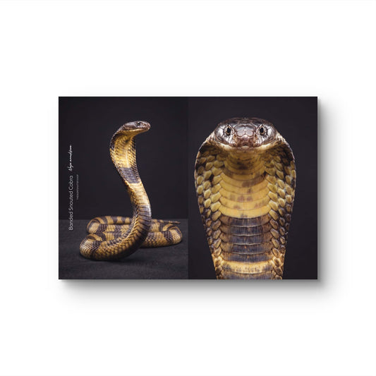 Banded Snouted Cobra (Naja annulifera)