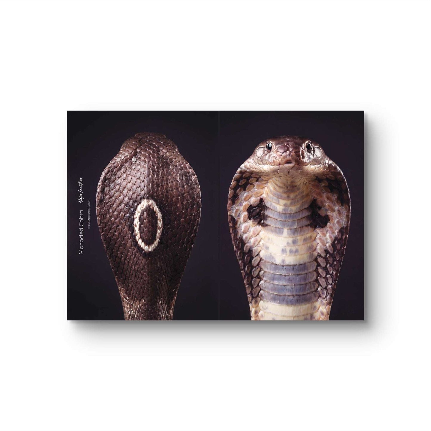 Monocled Cobra (Naja kaouthia)