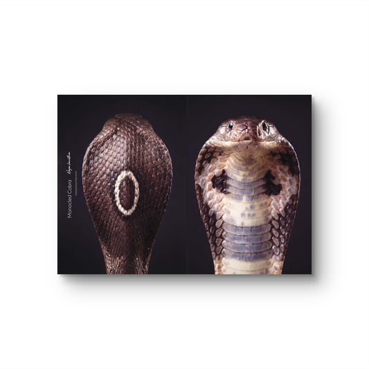 Monocled Cobra (Naja kaouthia)