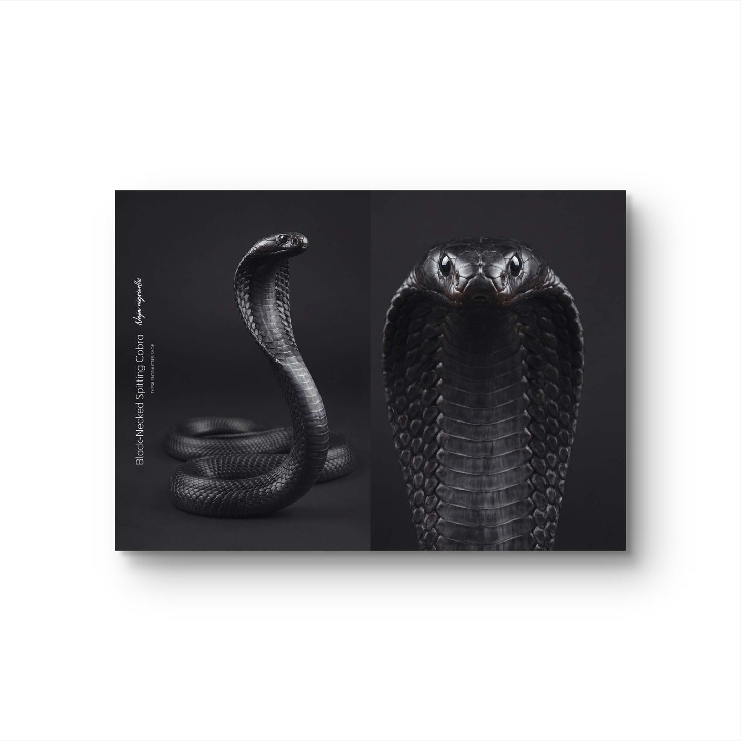 Black-Necked Spitting Cobra (Naja nigricollis)