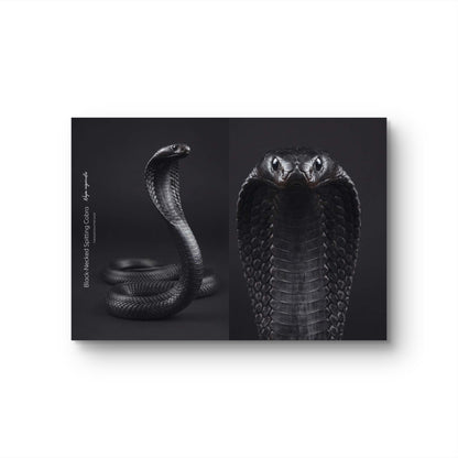 Black-Necked Spitting Cobra (Naja nigricollis)