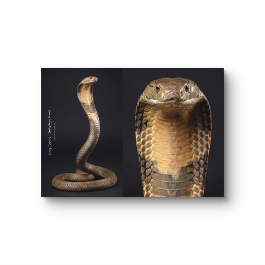 King Cobra (Ophiophagus hannah)