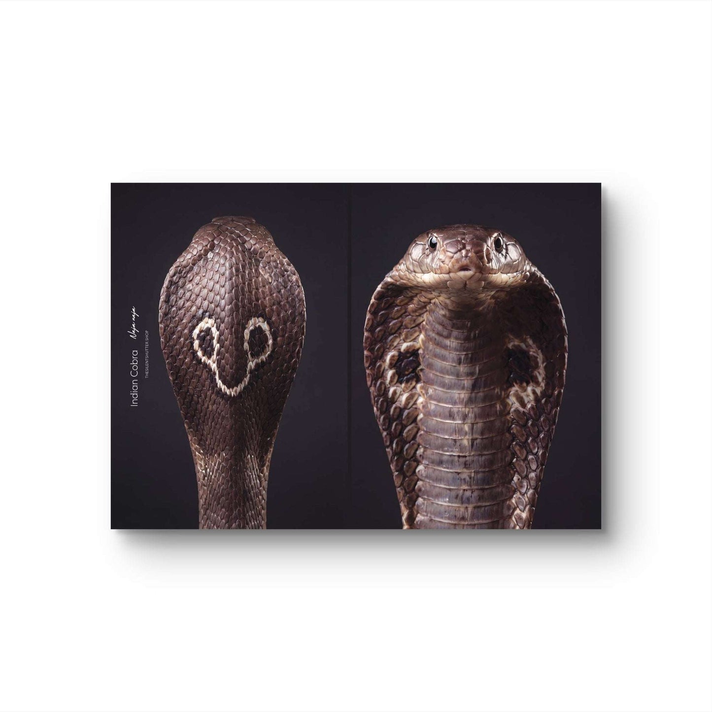 Indian Cobra (Naja naja)