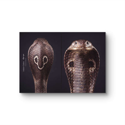 Indian Cobra (Naja naja)