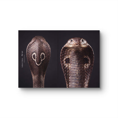 Indian Cobra (Naja naja)