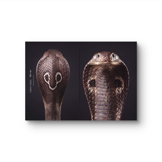 Indian Cobra (Naja naja)