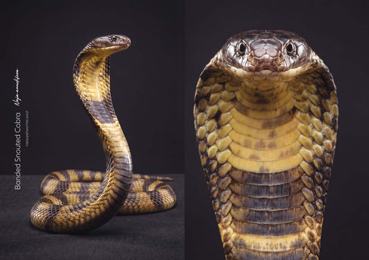 Banded Snouted Cobra (Naja annulifera)