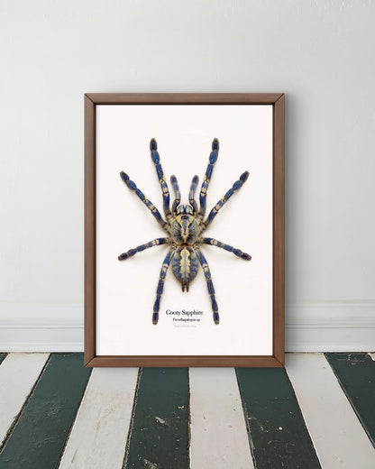 Gooty Sapphire Ornamental Poecilotheria metallica