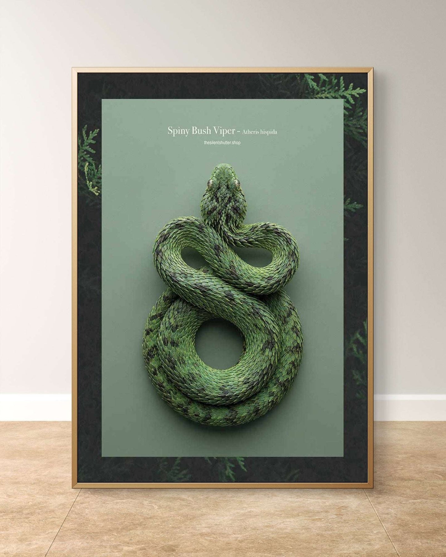 Spiny Bush Viper - Atheris hispida
