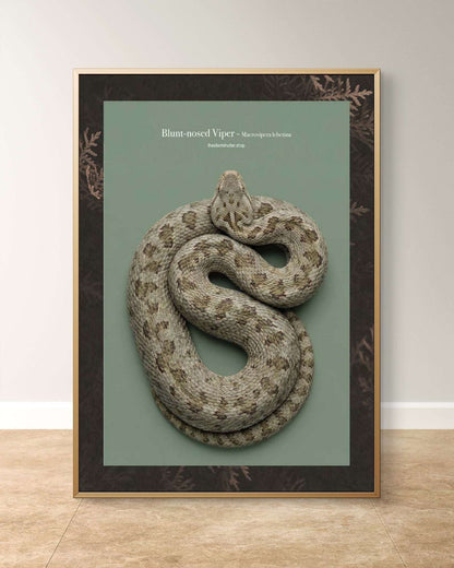 Blunt-nosed Viper - Macrovipera lebetina