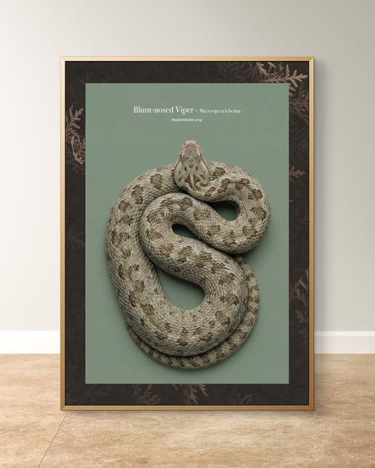 Blunt-nosed Viper - Macrovipera lebetina