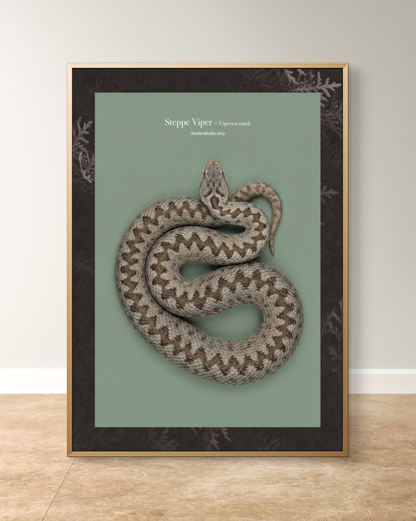 Steppe Viper - Vipera renardi