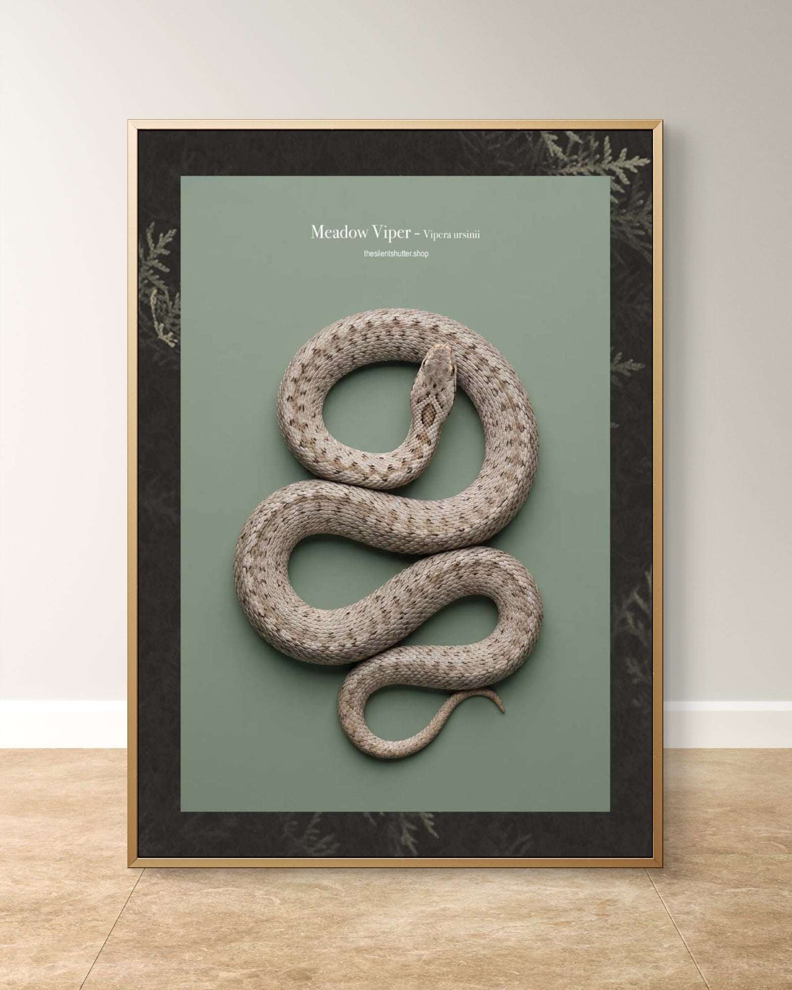 Meadow Viper - Vipera ursinii